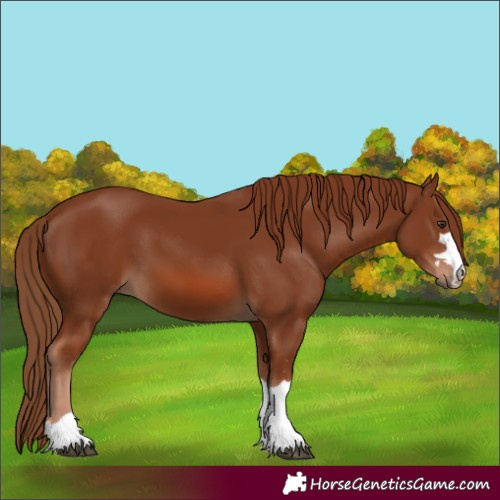 Horse Color:Chestnut 