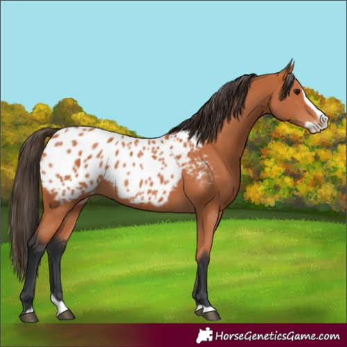 Horse Color:Bay Splash Appaloosa
