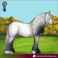Horse Color:Gray Bay 