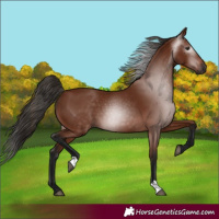 Horse Color:Gray Bay