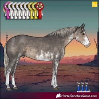 Horse Color:White Spotted Silver Smoky Black 