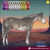 Horse Color:White Spotted Silver Smoky Black