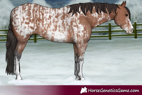 Horse Color:Bay Sabino Rabicano  and Bay Sabino Blanket Rabicano 