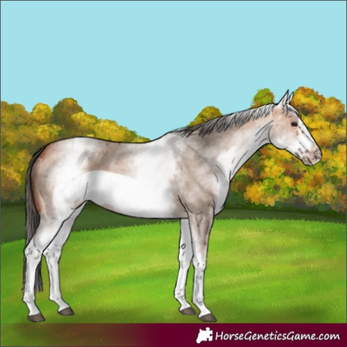 Horse Color:White Spotted Bay Dun Sabino Frame
