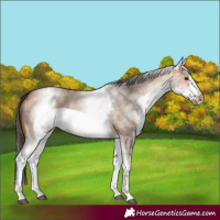 Horse Color:White Spotted Bay Dun Sabino Frame