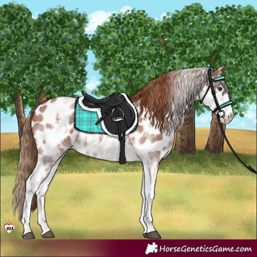 Horse Color:White Spotted Chestnut Sabino Near Leopard 