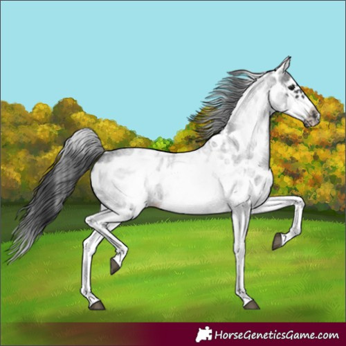 Horse Color:White Spotted Blue Roan Splash Frame Appaloosa 