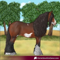 Horse Color:Bay Tobiano Frame 