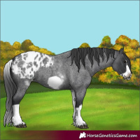 Horse Color:White Spotted Blue Roan Splash Frame Appaloosa 