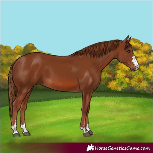 Horse Color:Chestnut 