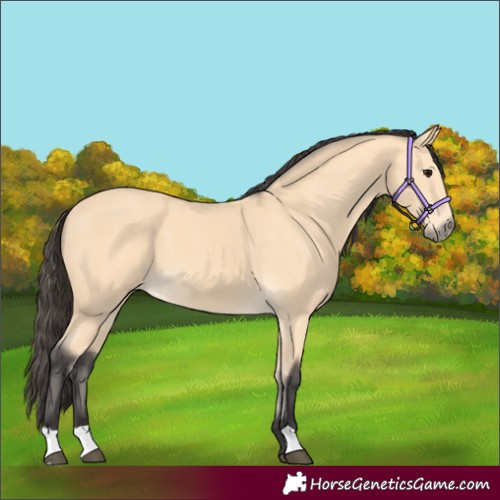 Horse Color:Buckskin 
