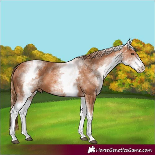 Horse Color:White Spotted Chestnut 