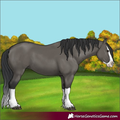 Horse Color:Grullo Splash 
