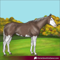 Horse Color:Silver Black Splash