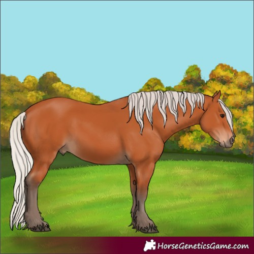 Horse Color:Silver Bay 