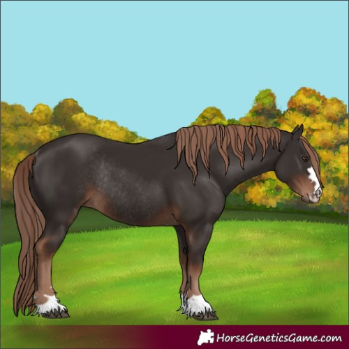 Horse Color:Liver Chestnut Rabicano 