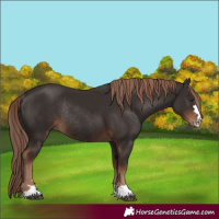 Horse Color:Liver Chestnut Rabicano