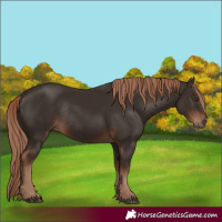 Horse Color:Liver Chestnut Rabicano 