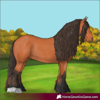 Horse Color:Bay Rabicano