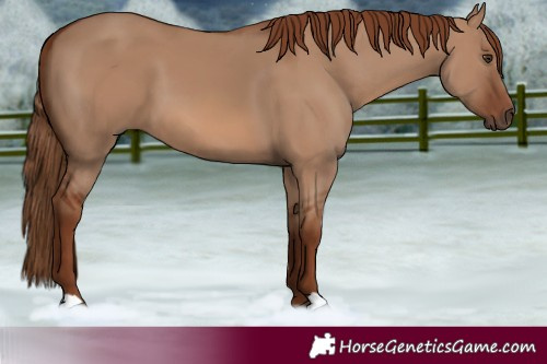 Horse Color:Red Dun 