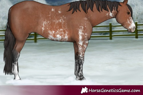 Horse Color:Bay Sabino Rabicano and Bay Sabino Rabicano