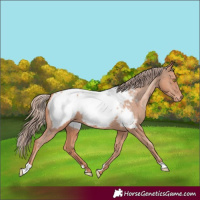 Horse Color:Gold Champagne Appaloosa 