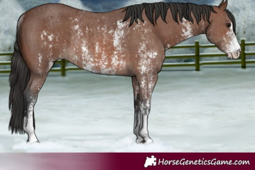 Horse Color:Brown Sabino Rabicano  and Brown Sabino Rabicano 