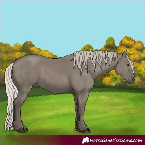 Horse Color:Silver Grullo