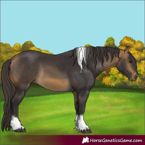 Horse Color:Buckskin Tobiano 