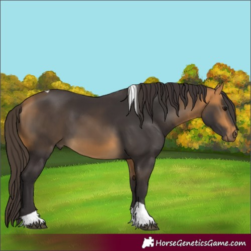 Horse Color:Buckskin Tobiano 