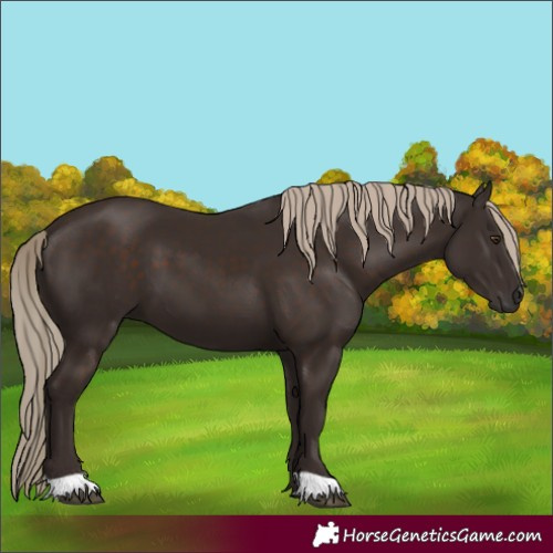 Horse Color:Liver Chestnut 