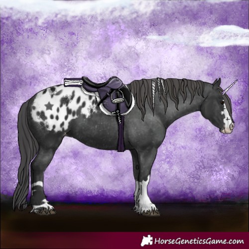 Horse Color:Black Appaloosa