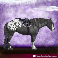Horse Color:Black Appaloosa