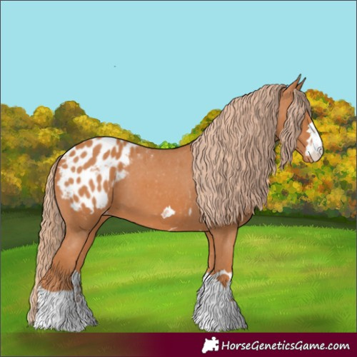 Horse Color:Chestnut Appaloosa 