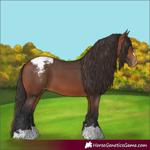 Horse Color:Bay Appaloosa 