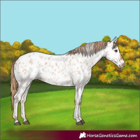 Horse Color:Red Roan Appaloosa 