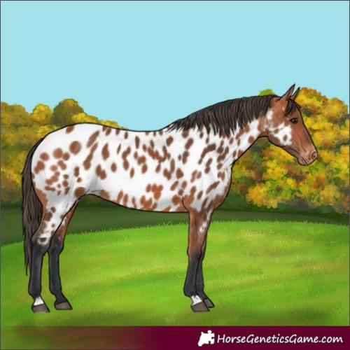 Horse Color:Bay Appaloosa