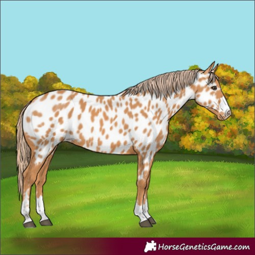 Horse Color:Chestnut Appaloosa