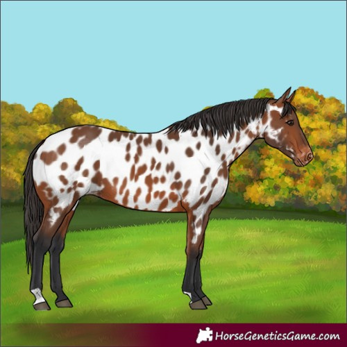Horse Color:Bay Appaloosa