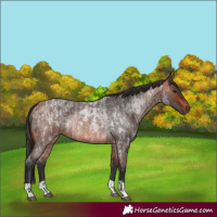 Horse Color:Brown Roan Rabicano and Bay Roan Rabicano