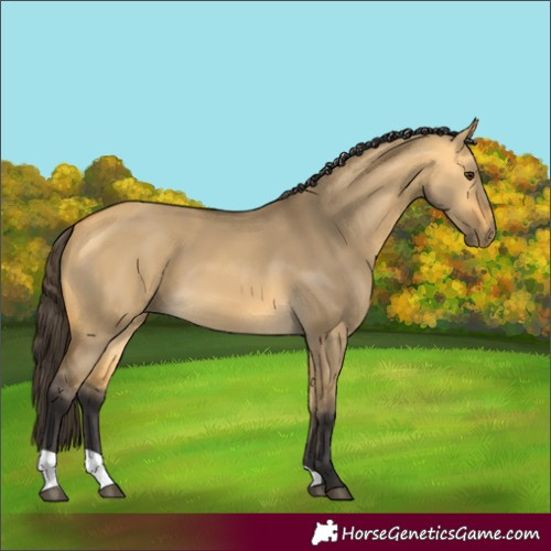 Horse Color:Buckskin Dun 