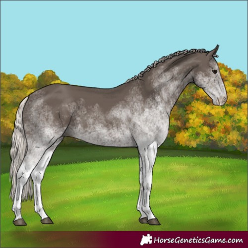 Horse Color:White Spotted Silver Black
