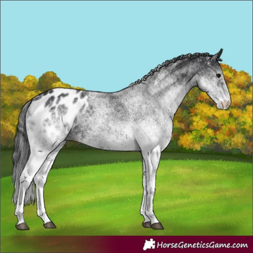 Horse Color:White Spotted Black Blanket 