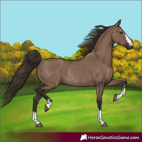 Horse Color:Liver Red Dun Rabicano