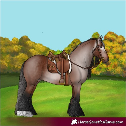 Horse Color:Gray Bay 