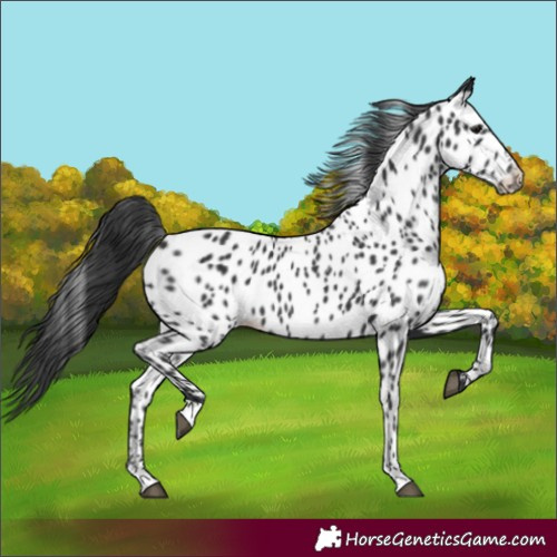 Horse Color:Black Appaloosa