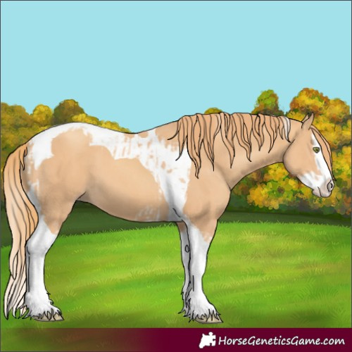 Horse Color:Gold Champagne Splash Tobiano  and Gold Champagne Splash Tobiano 