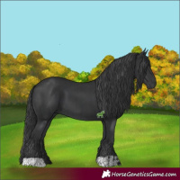 Horse Color:Black  and Black 