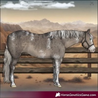 Horse Color:Powder White White Spotted Silver Smoky Grullo Brindle 