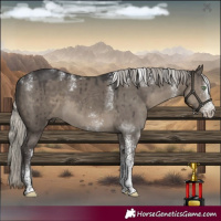 Horse Color:Powder White White Spotted Silver Smoky Grullo Brindle